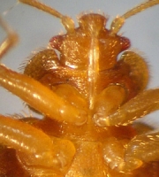 bed-bugs-picture-ventral